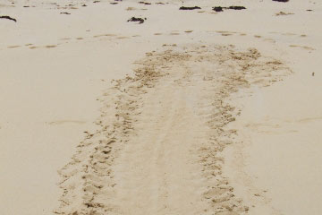 Schildkrötenspur im Sand
Foto: MA Ernst 